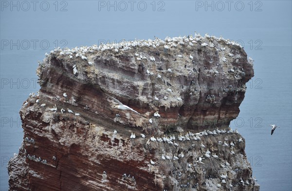 Northern gannet