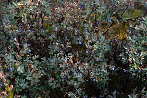 Bog bilberry