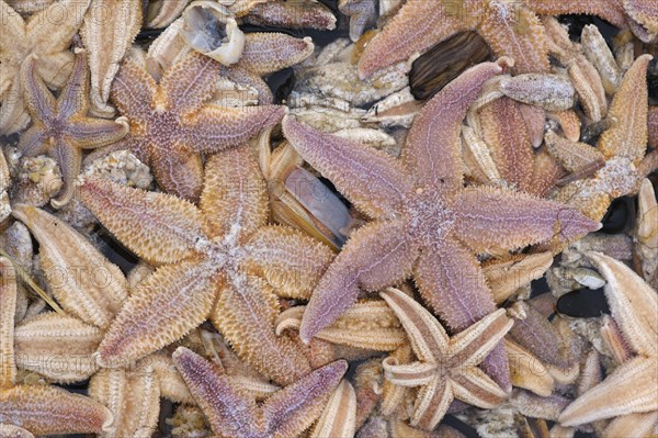 Starfish