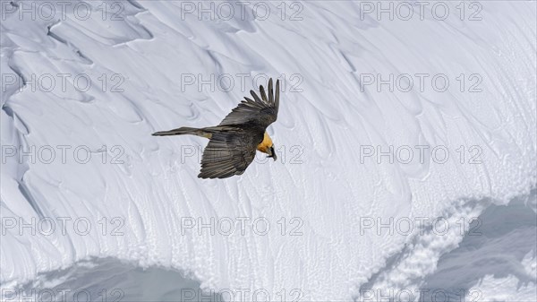 Bearded vulture