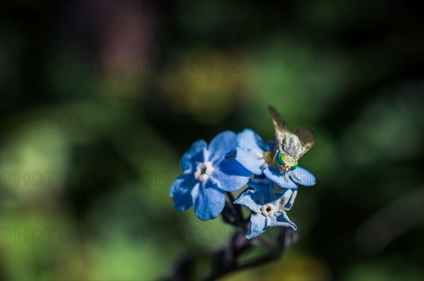 Blooming beautiful colorful wild flowers in Artvin highland