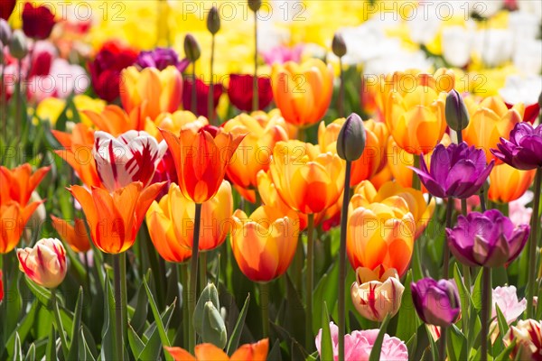 Colorful tulip flowers bloom in the spring garden