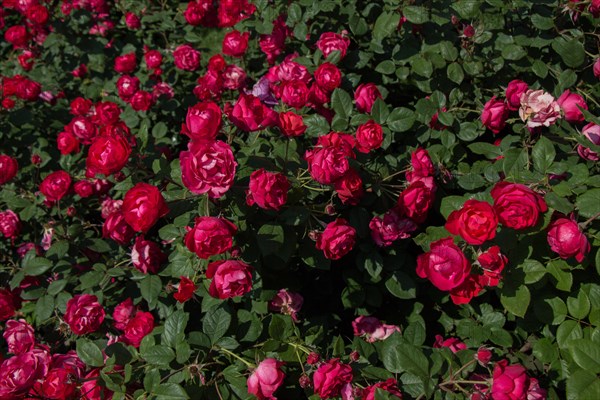 Blooming beautiful colorful roses as floral background