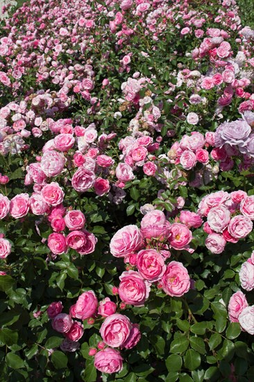 Blooming beautiful colorful roses as floral background