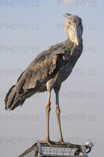 Shoebill