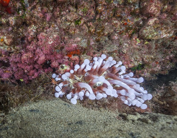 Club-tipped anemone