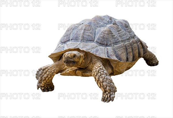 African spurred tortoise