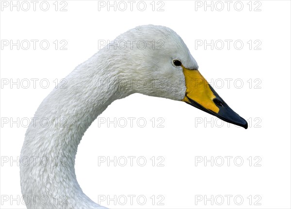 Whooper swan