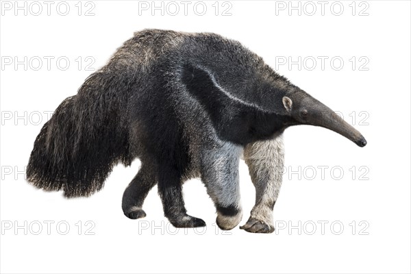 Giant anteater