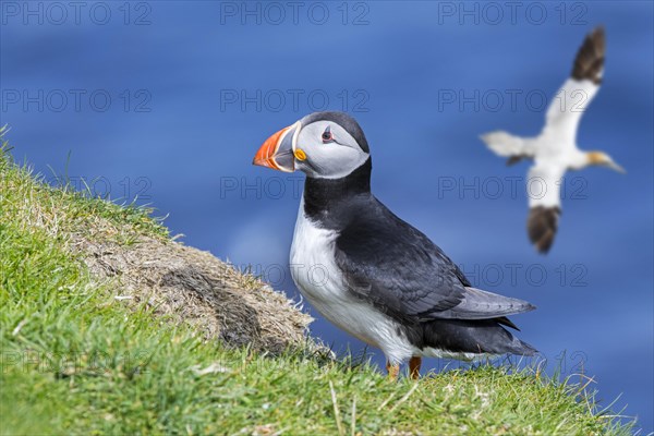 Atlantic puffin