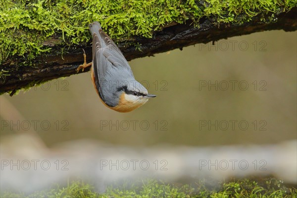 Eurasian nuthatch