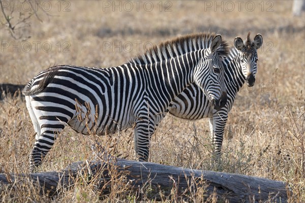 Plains Zebra of the subspecies crawshay's zebra