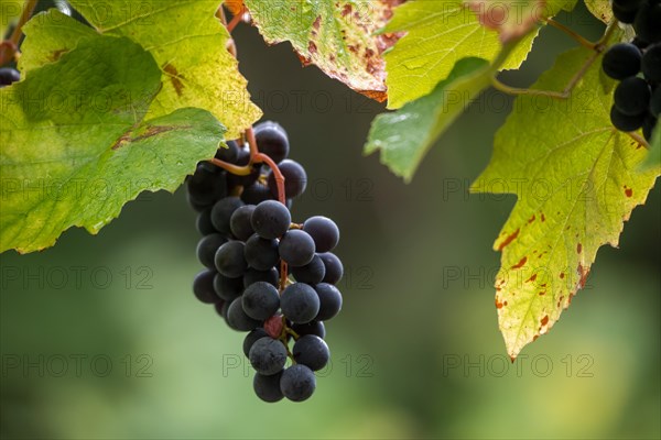 Grapes