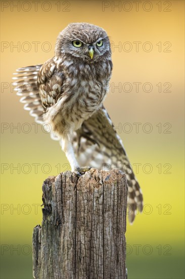 Little Owl