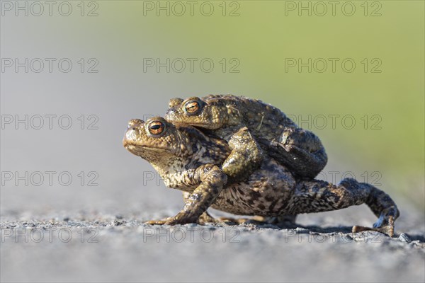 Female common toad