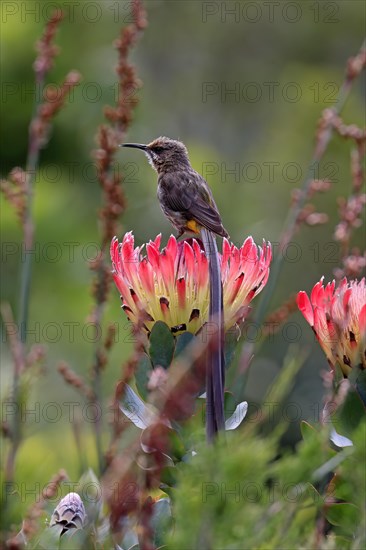 Cape sugarbird