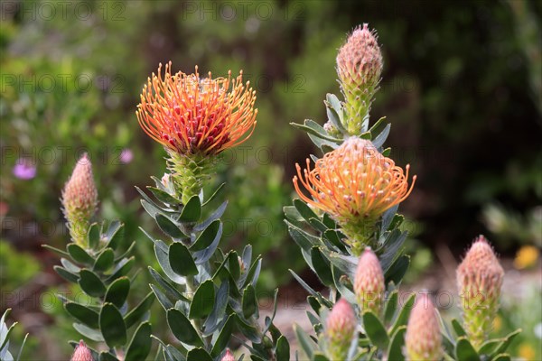 Pincushion Protea