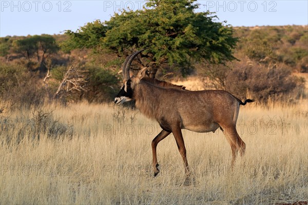 Roan antelope