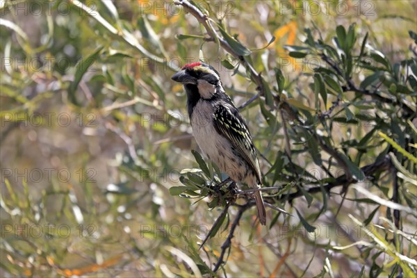 Acacia pied barbet