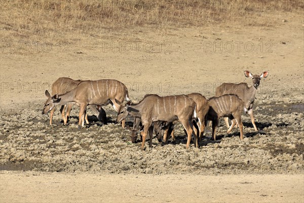 Zambezi Greater Kudu