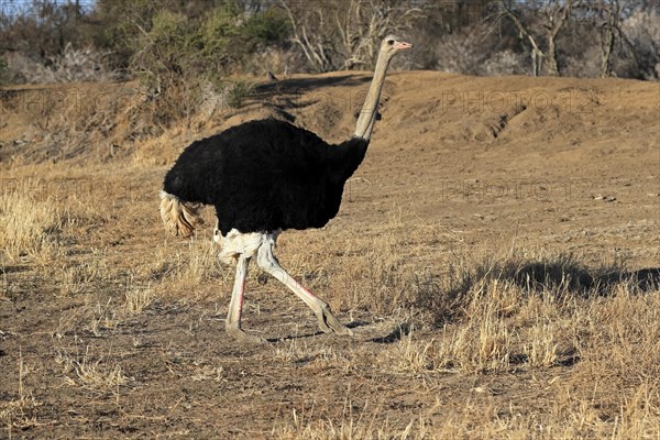 South African ostrich