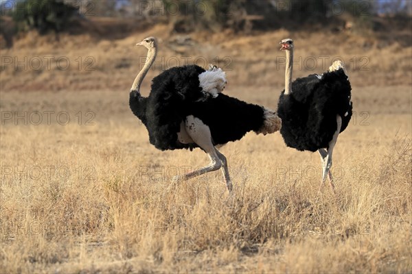 South African ostrich