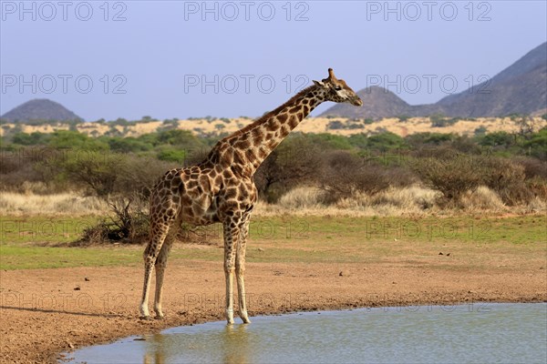 Southern giraffe