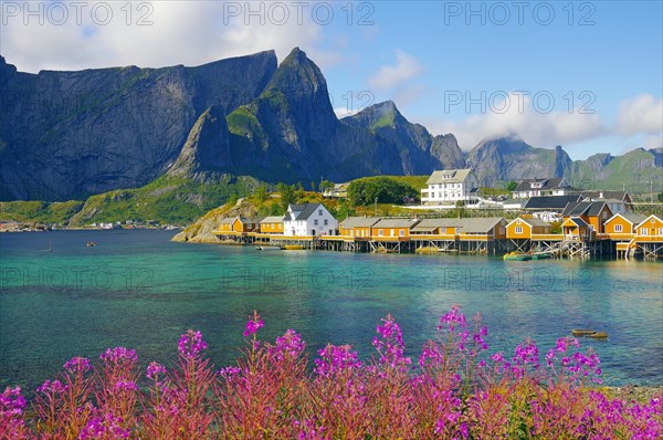 Arctic willowherbs