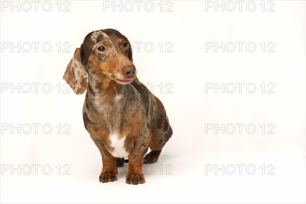 Miniature rabbit dachshund