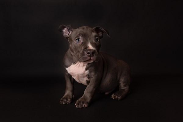 Puppy American Pit Bull Terrier sit on black background in studio