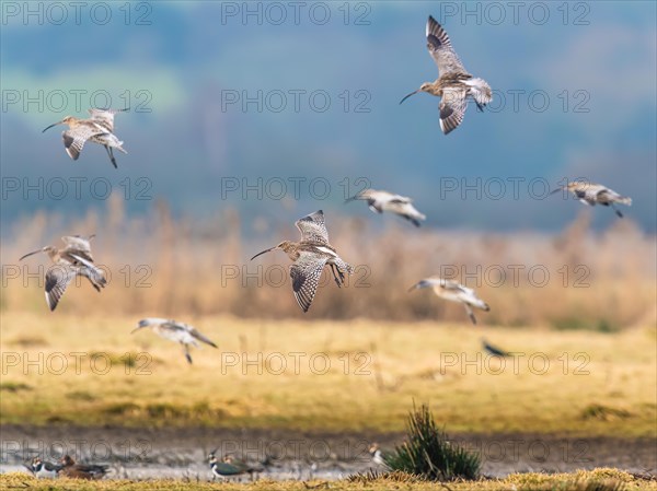 Eurasian Curlew