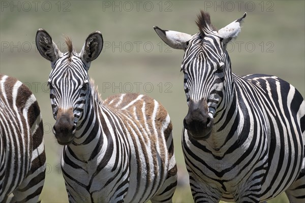 Plains zebra