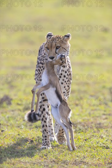 Cheetah