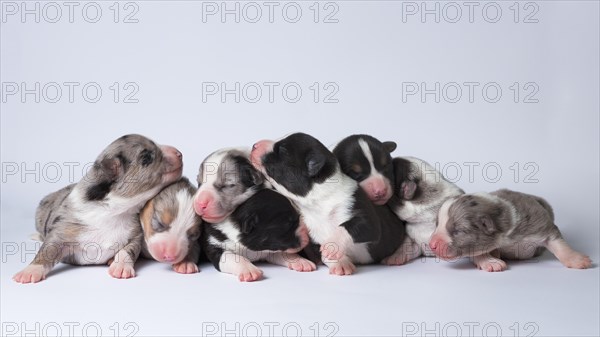 Ten days old excellent puppies of the Welsh Corgi Pembroke