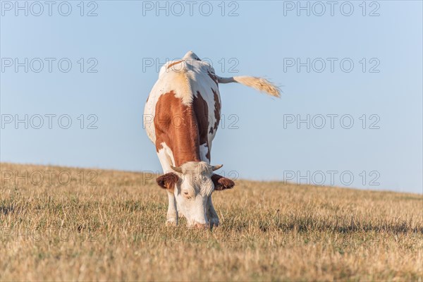 Montbeliarde cow in a pasture. Doubs