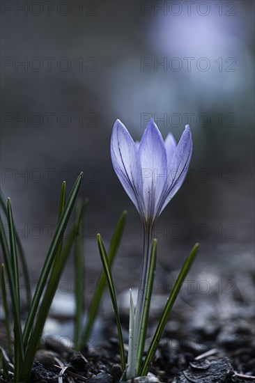 Purple spring crocus