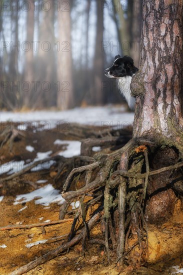 A Border Collie dog poses and shows various tricks in a somewhat wintery setting. Little snow