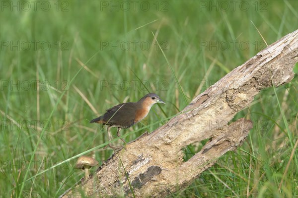 Rufous-sided Crake