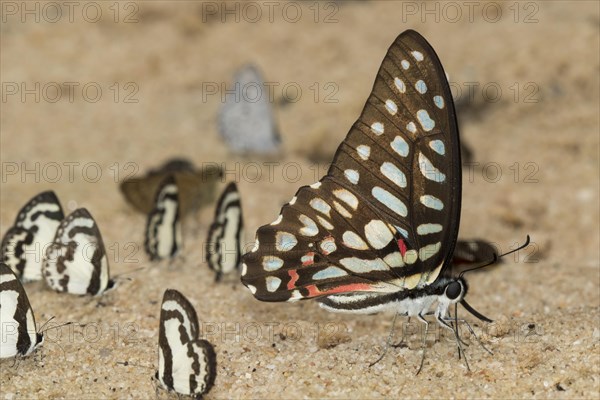 Common jay