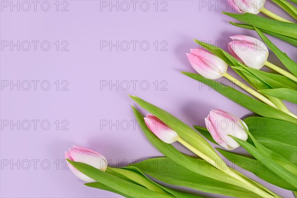 Tulip spring flowers with pink tips in corner of violet background with copy space