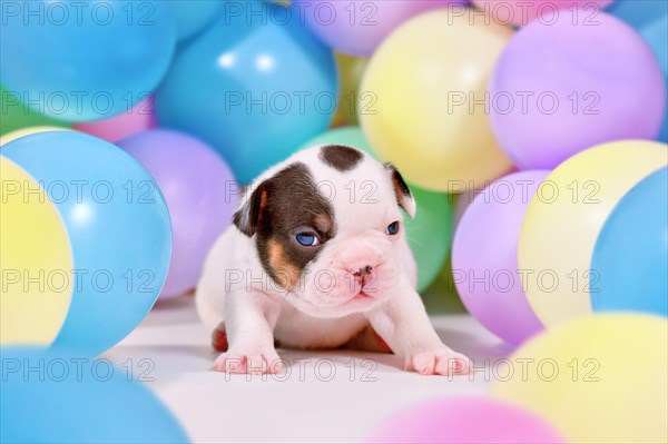 Pied and tan French Bulldog dog puppy between colorful balloons