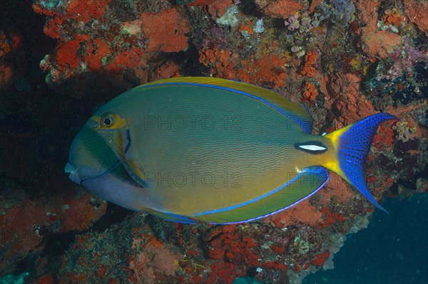 Eyestripe surgeonfish