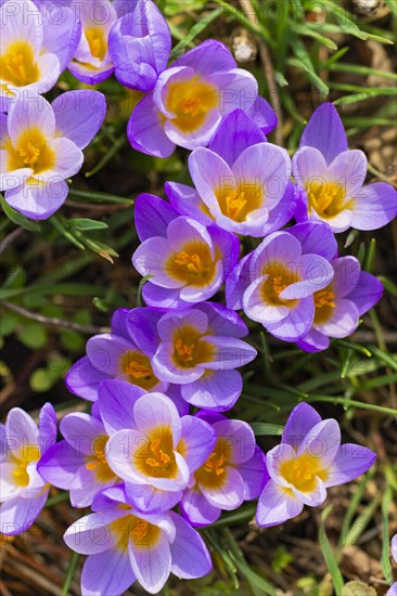 Crocuses