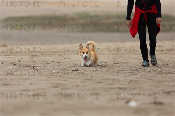 The owner is walking his dog through the desert. Summer