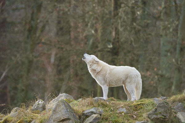 Alaskan tundra wolf