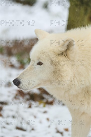 Alaskan tundra wolf