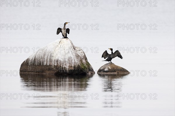 Great cormorant