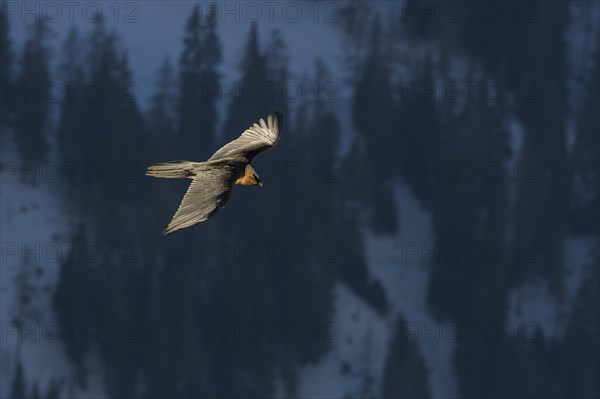 Bearded vulture