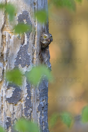 Pygmy Owl