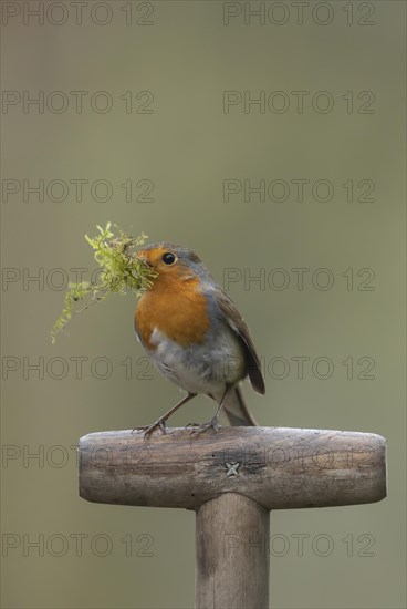 European robin